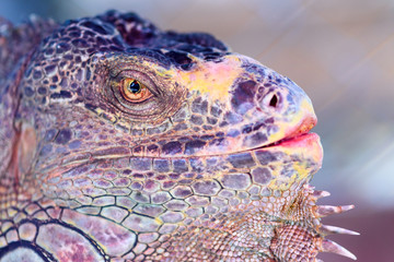 Lizard Iguana,Head shot closeup of iguana.