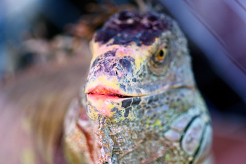 Lizard Iguana,Head shot closeup of iguana.