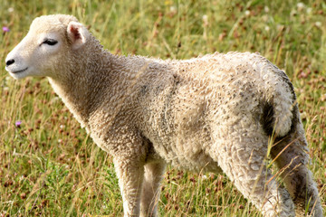 Sheep grazing and resting near the Stonehenge monument in Salisbury, England
