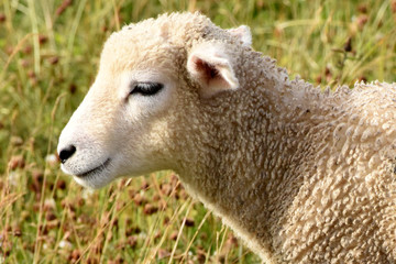 Sheep grazing and resting near the Stonehenge monument in Salisbury, England