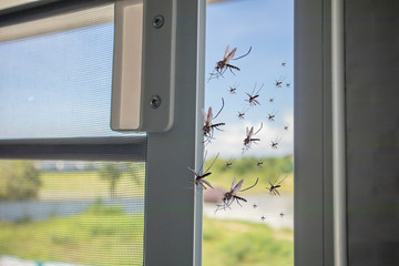 Many mosquitoes flying in to the house while insect net was opened © Kwangmoozaa