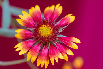 Obraz premium flower 