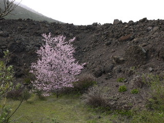 Mandelbaumblüte auf Teneriffa