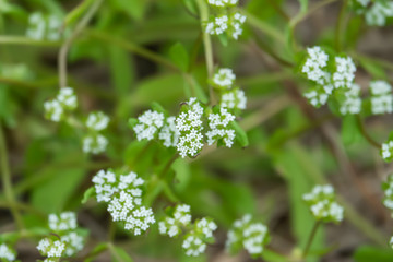 Mache Flowers in Bloom in Springtime