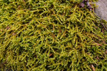 Great Plait Moss Growing in Winter