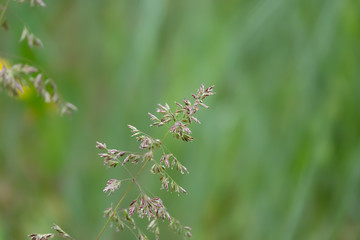 Fototapeta na wymiar Meadow Grass Inflorescence in Springtime