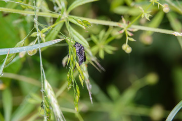 Bee Mimic Robber Fly in Springtime
