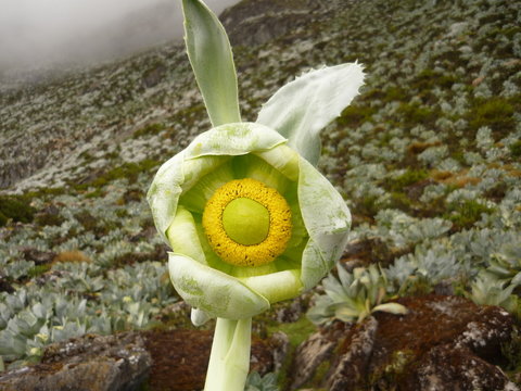 Flor de paqra, existente en las alturas de la sierra peruana una planta medicinal que se encuentra en peligro de extinci&oacute;n debido al calentamiento global
