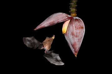 Pallas's long-tongued bat drinking nectar from banana bloom