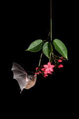 Pallas's long-tongued bat drinking nectar from red flower © PetrDolejsek