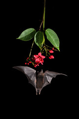 Pallas's long-tongued bat drinking nectar from red flower