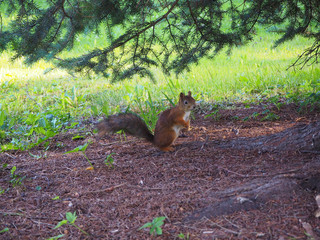 Cute squirrel standing under a tree in the forest looking at something in the distance