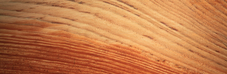 Close-up of wooden texture of a freshly cut pine tree. Growth rings on the tree trunk. Bright background of the cut tree trunk in the cross section - obrazy, fototapety, plakaty