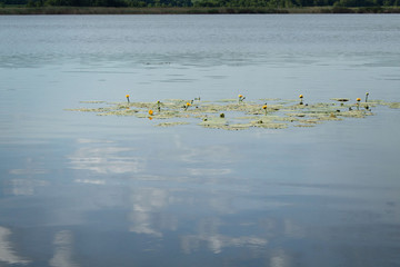 Blooming yellow water lilies on the surface of the lake, reflection of white clouds in the water
