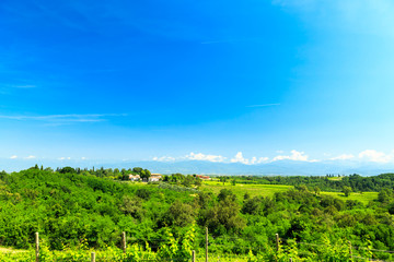 The fields of Friuli Venezia-Giulia cultivated with grapevines