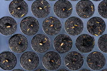 Add seed with black husk in Nursery tray