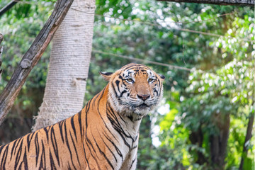 The tiger that lives in the natural forest. Wildlife scene with danger animal.