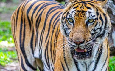 The tiger that lives in the natural forest. Wildlife scene with danger animal.