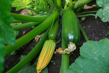 Young zucchini, with yellow flowers, growing in the garden. The concept is agriculture.