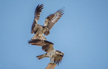 Two ospreys , one perch on a man made nest