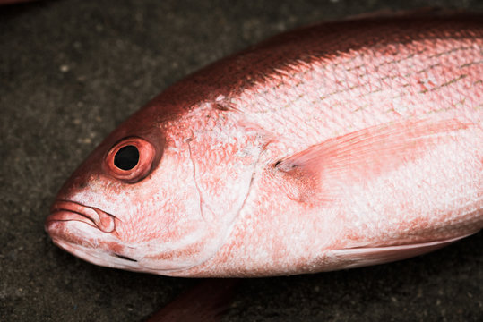 Red snapper fish from gulf of Mexico 