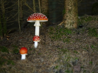 Pilze im dunklen Wald / Mushrooms in dark forest