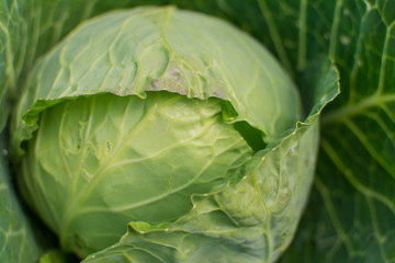 Cabbage grown in the garden. Agriculture concept.