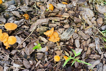 Close-up of fresh brown mushroom and mulch