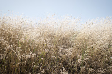 Grass in Love Valley, Cappadocia Turkey