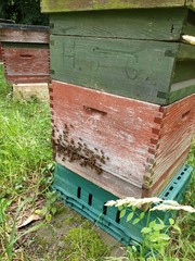 bees in beehive