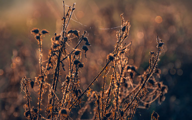 Morning nature in sunlight and dew