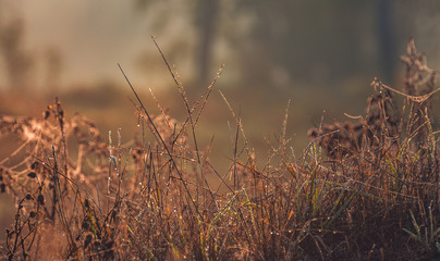 Morning nature in sunlight and dew