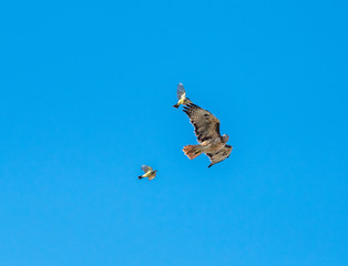King birds chasing a red tailed hawk. The king bird is very territorial and will attack a hawk if it comes to near it's nest.