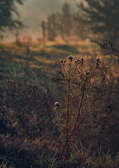 Morning nature in sunlight and dew
