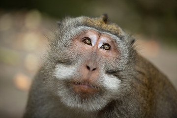 Portrait of monkey, Ubud, Bali (Indonesia)