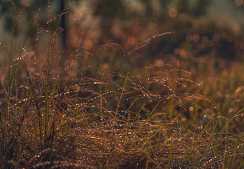 Morning nature in sunlight and dew