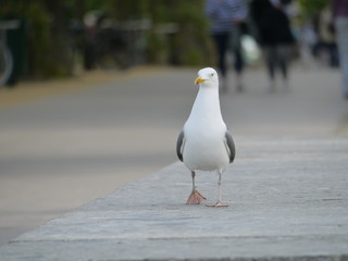 Möve beim Spaziergang / Seagull on the walk