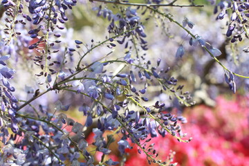 Wisteria blossom close up