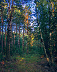 Obraz premium Autumn woods