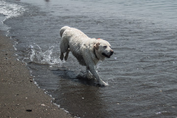 Perro corriendo por el agua del mar