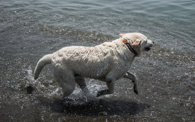 Perro corriendo por el agua del mar 
