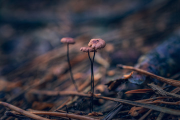 Autumn woods