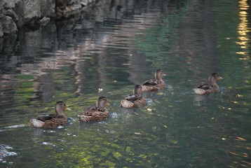 Five Sibling Ducks in Lake