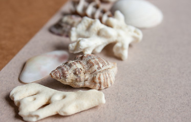 Sea stones and corals background.