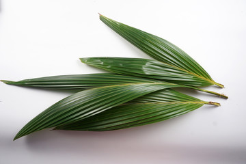 Obraz premium green coconut leaves on white background