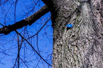 textured tree trunk with number nine on a blue sky background, fragment of  tree without leaves on bright blue background
