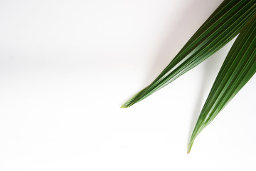 Obraz na płótnie Canvas green coconut leaves on white background
