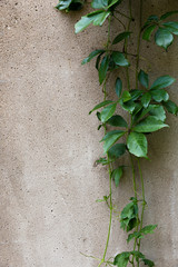 Green leaves of wild grapes hang on the old cracked concrete wall. Texture for design.
