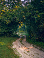 Autumn woods