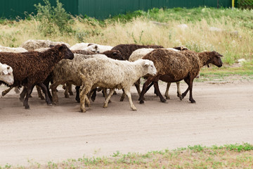 Flock of sheep go to weadow. Domestic animals outdoors. Traditional farming. Livestock.